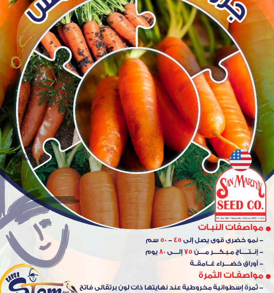 جزر نيوكورودا شمس