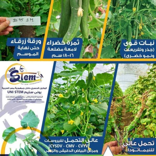 خيار 045 S.M